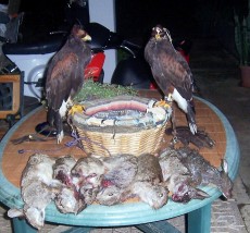 Regreso del coto con los torzuelos...