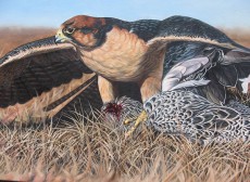 Halcon lanario con pato