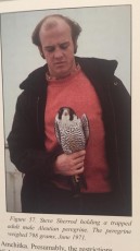 macho peal aleutiano.jpg