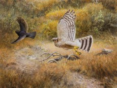 Pintura creada expresamente para el libro Cetrería y Arte por el artista Hans Peeters.