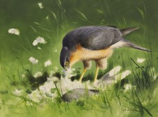 Hembra adulta de gavilán sobre una tórtola turca. Óleo. © Rodger McPhail.