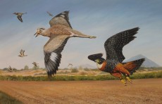 Prima de halcón pechirrojo llegando a un alcaraván peruano. Óleo. © Luis Carlos Espino.